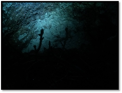 Shadow of branches on rock with blue light