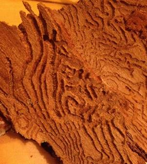 Tree bark from below, with squiggling holes and paths made by worms