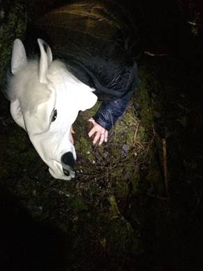 A person on the ground in a dark forest with a white, plastic horse head mask on her head.