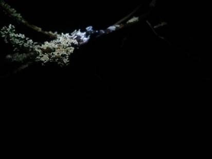 A close-up of lichen on a thin branch, in spotlight
