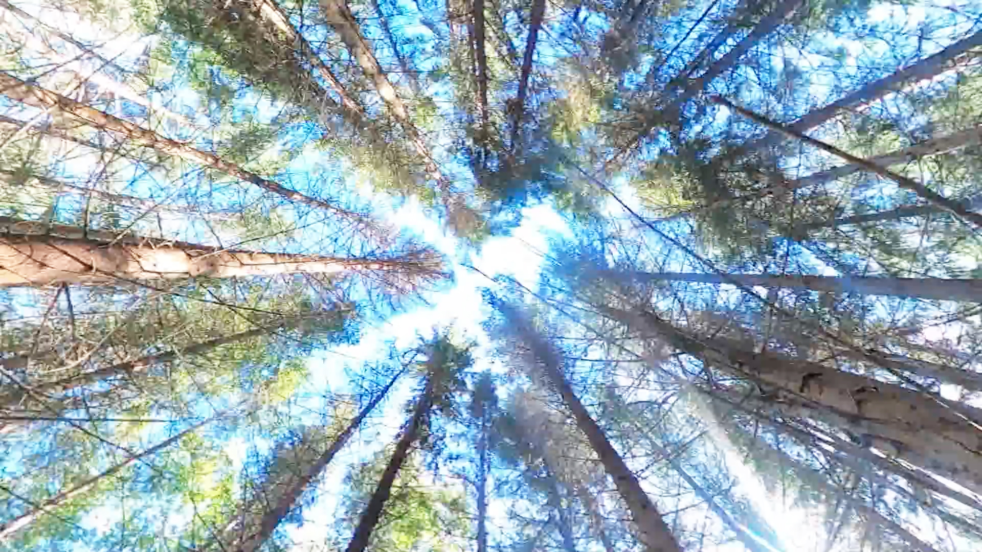Image of trees in a forest seen from below
