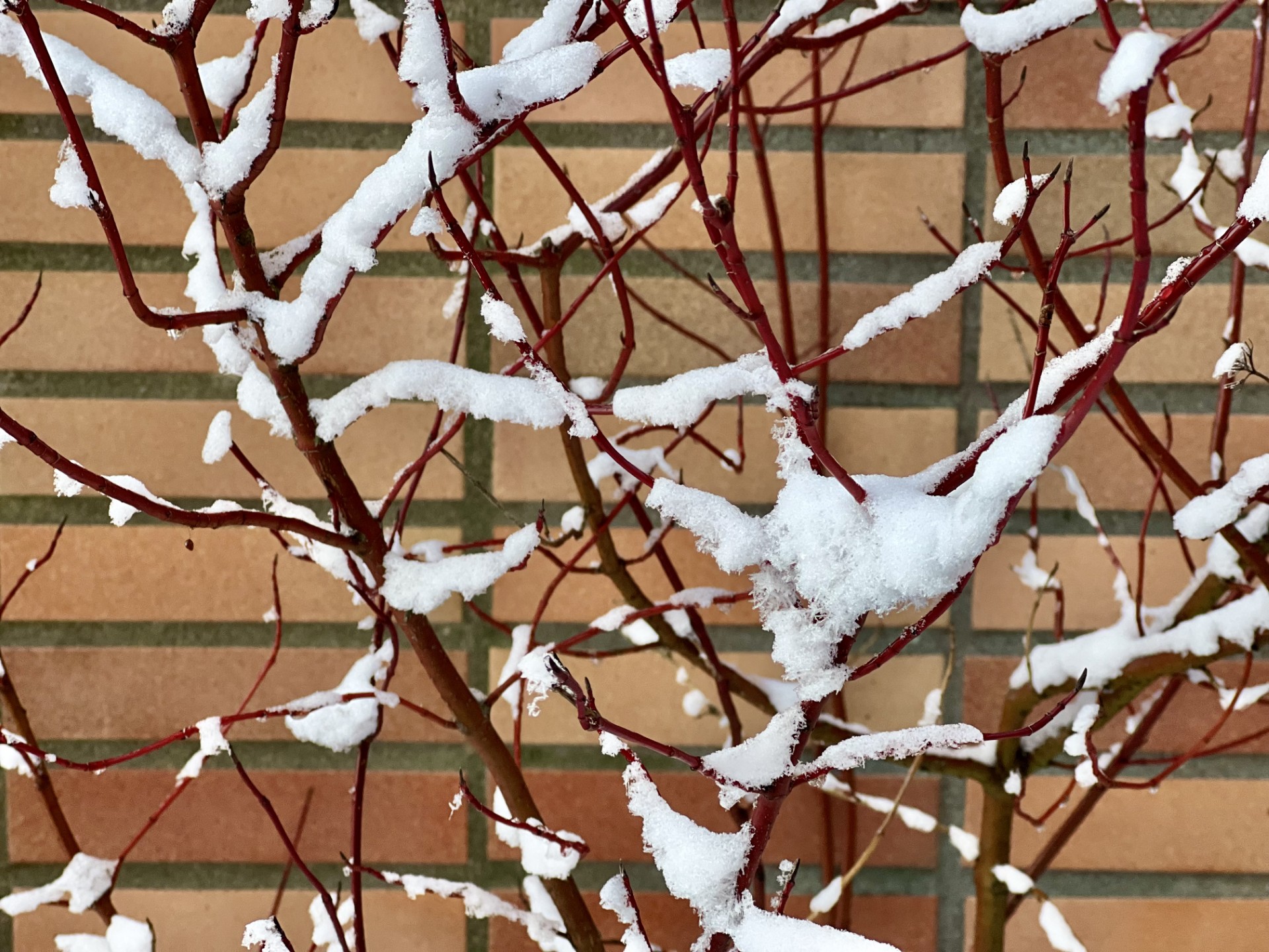 manipulated picture of branches covered with snow and brick wall background