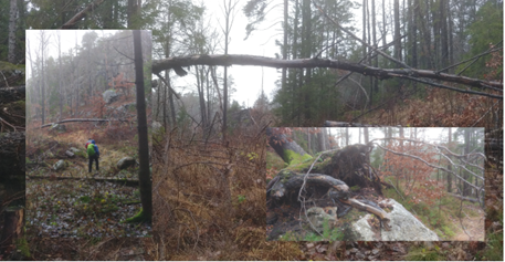 Fallen branches in the forest of Rossedalen