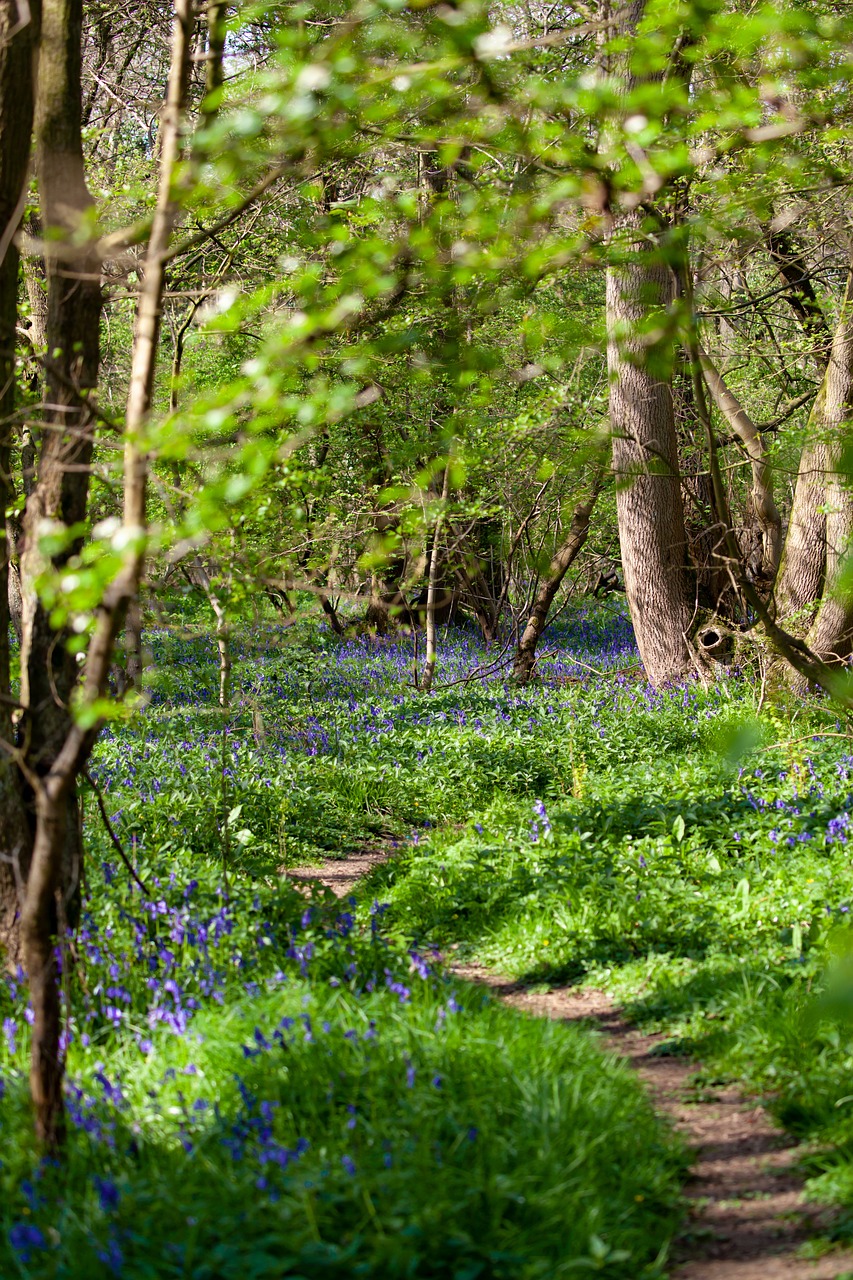 A bluebell forrest - illustrating the florishing field discussed in the article