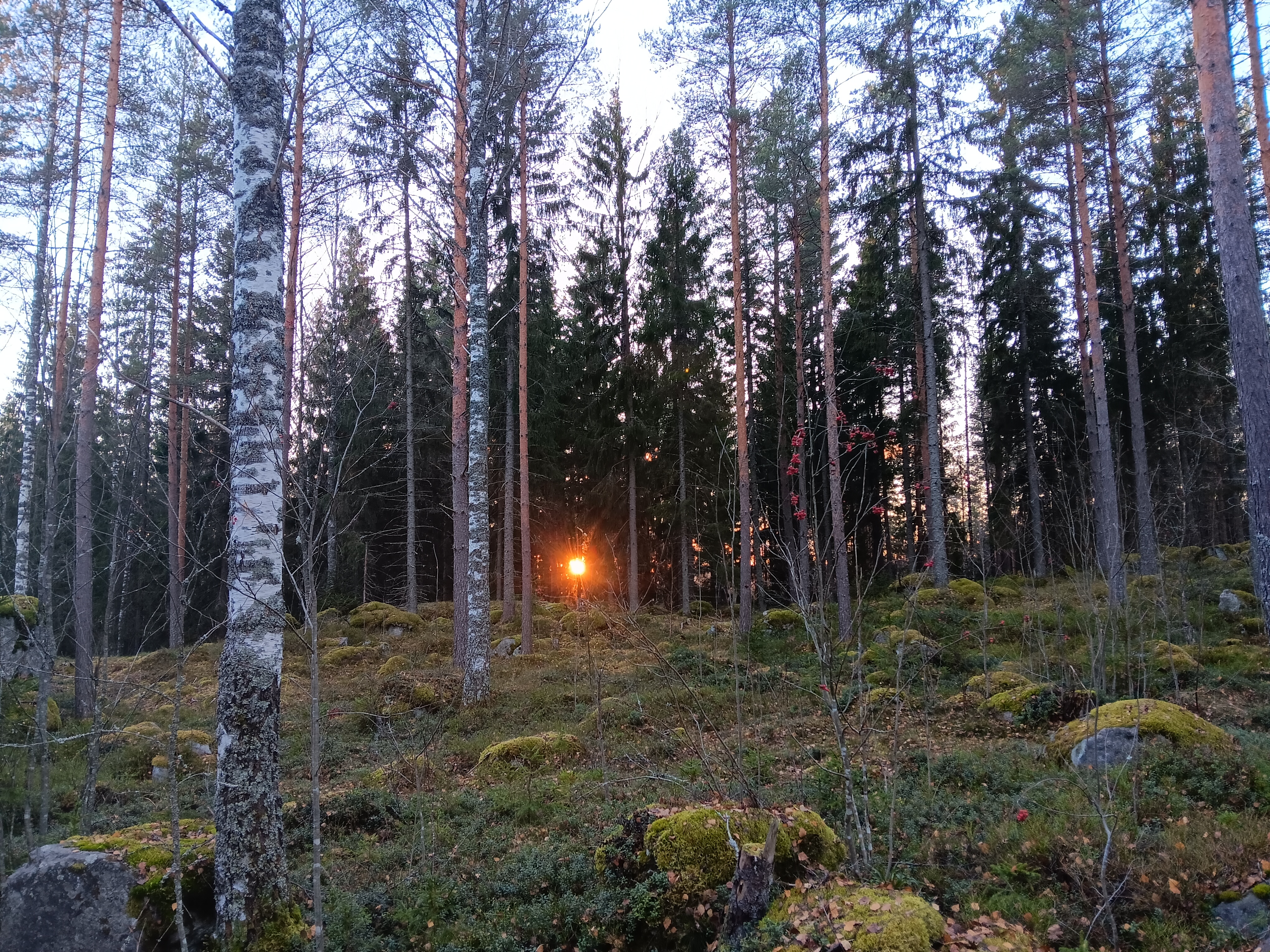 Forest in Borgå, Finland, picture taken by Susan Wiksten. The development of teachers’ Pedagogical Decision Making skills (PDM) is presented in this article as a guiding light, an approach in which teachers’ conscientious role in adjusting instruction to meet the needs of each group of students is valued.