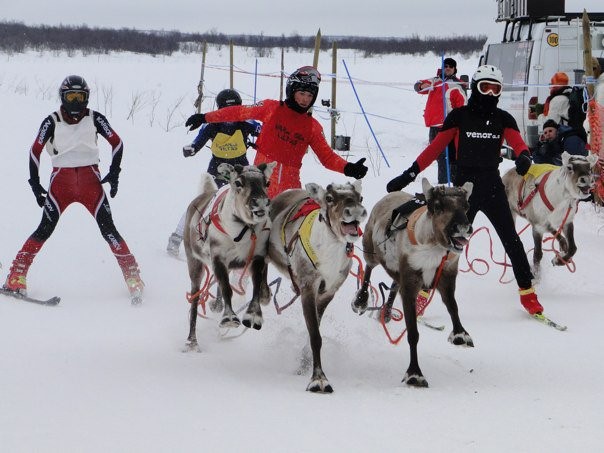 Youth skiing in a race with reindeers - in Finmark county, Norway