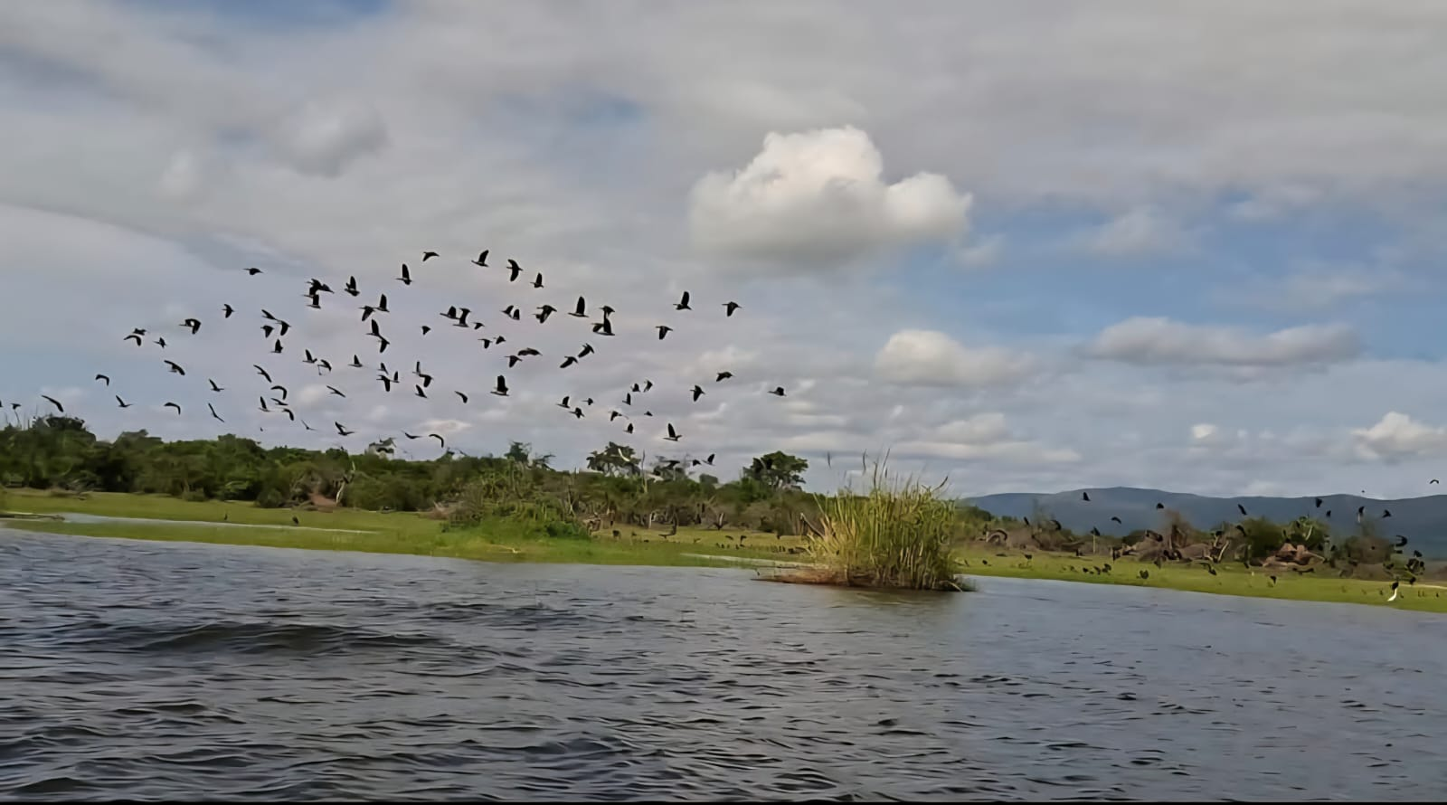 Birds flying in a flock over water and green sea shores