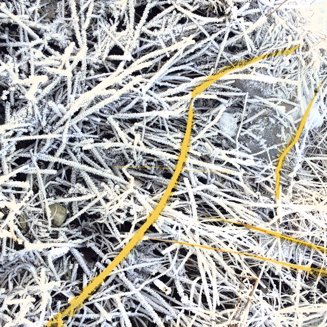 Frozen grass with a yellow string