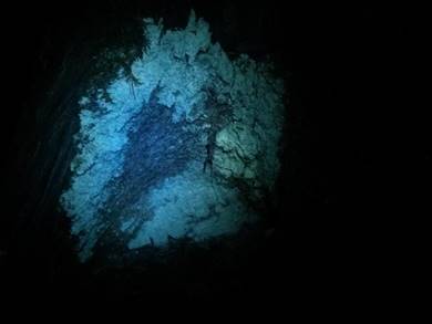 A close-up of lichen in a blue light