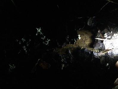 A close-up of lichen and bark in bright spotlight
