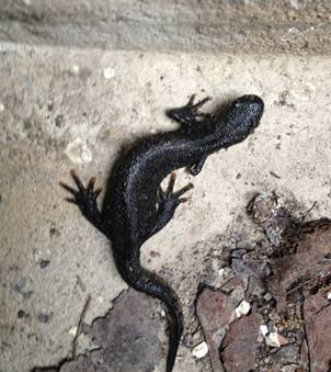 A small black lizzard on concrete