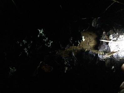 A close-up of lichen and bark in bright spotlight