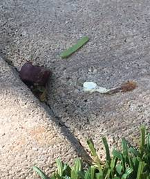 Parts from nature on pavement