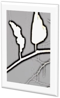 A collage of five photos (some in black and white and some with colours) from outdoors environment that have been transformed and become something else